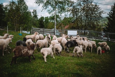 Wiślański wygón łowiec. Fot. Daniel Franek - Okiem Fotoreportera.