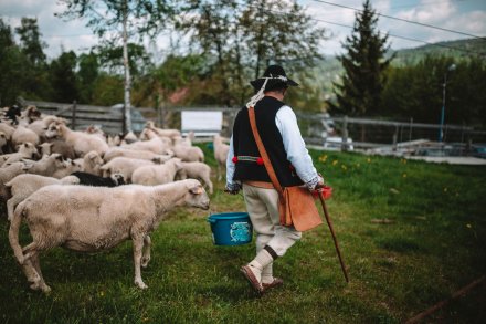 Wiślański wygón łowiec. Fot. Daniel Franek - Okiem Fotoreportera.