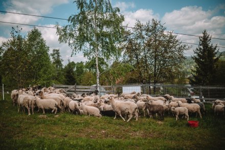 Wiślański wygón łowiec. Fot. Daniel Franek - Okiem Fotoreportera.