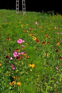 Obecny teren po kwiatowej modernizacji