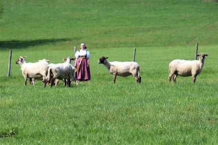 Barbara Kędzior z owcami