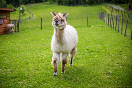 Alpaka na Skolnitym