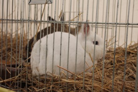 Króliki, które biorą udział w wystawie