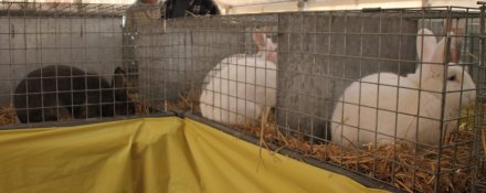 Króliki, które biorą udział w wystawie