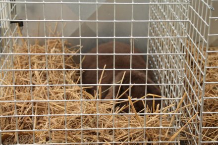 Króliki, które biorą udział w wystawie