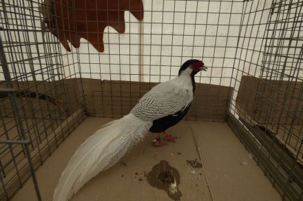 II Beskidzka Wystawa Królików, Gołębi rasowych i Drobiu ozdobnego