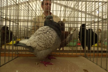 II Beskidzka Wystawa Królików, Gołębi rasowych i Drobiu ozdobnego