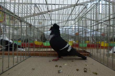 II Beskidzka Wystawa Królików, Gołębi rasowych i Drobiu ozdobnego