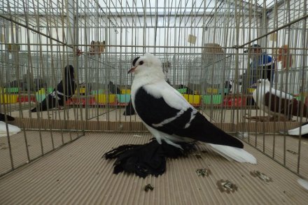 II Beskidzka Wystawa Królików, Gołębi rasowych i Drobiu ozdobnego
