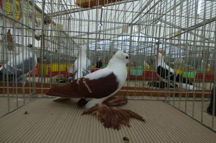 II Beskidzka Wystawa Królików, Gołębi rasowych i Drobiu ozdobnego