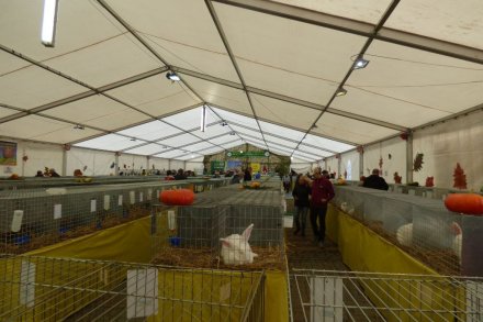 II Beskidzka Wystawa Królików, Gołębi rasowych i Drobiu ozdobnego