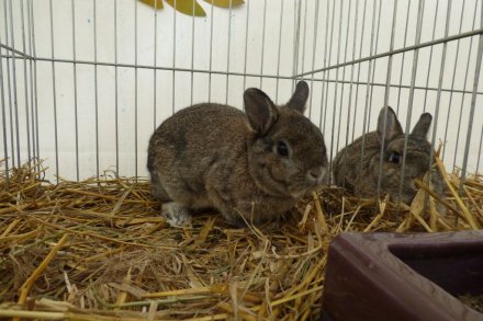 II Beskidzka Wystawa Królików, Gołębi rasowych i Drobiu ozdobnego