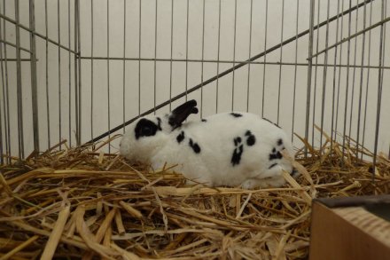 II Beskidzka Wystawa Królików, Gołębi rasowych i Drobiu ozdobnego