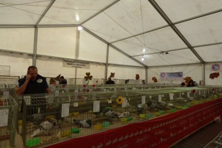 II Beskidzka Wystawa Królików, Gołębi rasowych i Drobiu ozdobnego