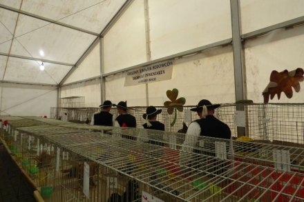 II Beskidzka Wystawa Królików, Gołębi rasowych i Drobiu ozdobnego