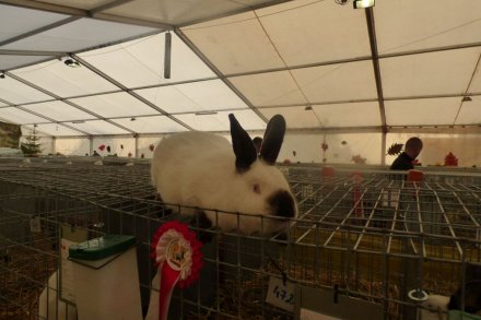 II Beskidzka Wystawa Królików, Gołębi rasowych i Drobiu ozdobnego