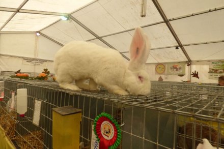 II Beskidzka Wystawa Królików, Gołębi rasowych i Drobiu ozdobnego