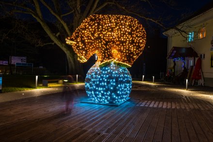 Rozświetlenie choinki na Placu Hoffa