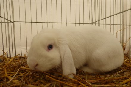 Królik