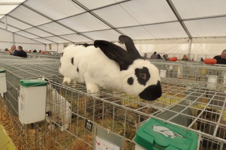 Królik