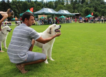 Pokaz pięknych psów
