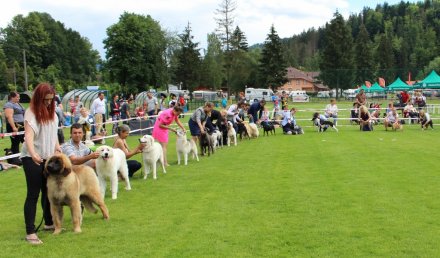 Prezentacja konkursowa psów