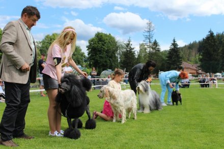 Juror ocenia występujące w konkursie psy