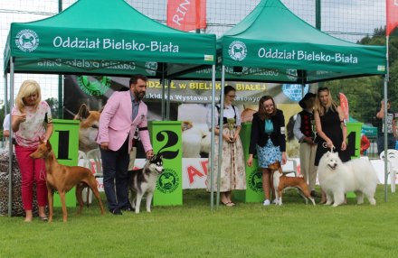 Najlepsi w swojej kategori