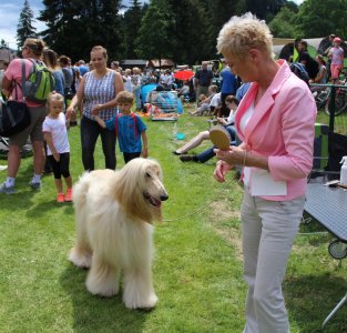 Właścicielka ze swoim chartem rosyjskim przed konkursową prezentacją
