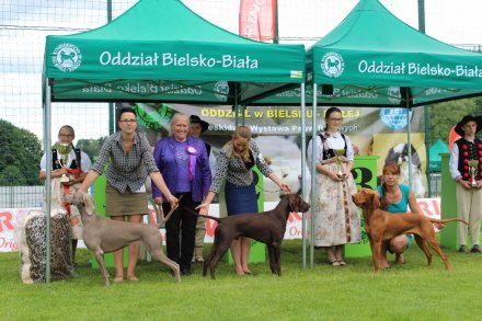 Najlepsi w swojej kategori