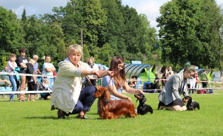 Pokaz psów na ringu