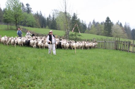 Henryk Kukuczka przyprowadza stado owiec na halę