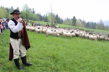 Michał Milerski prezentuje obrzędu "miyszania owiec"