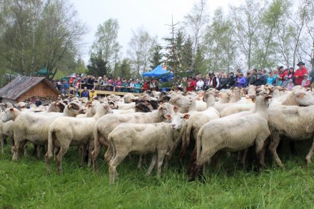 Redyk Wiślański zgromadził wiele osób