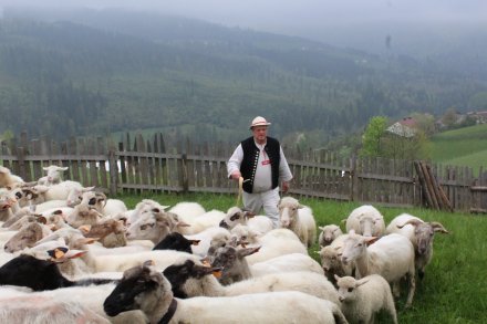 Baca Henryk Kukuczka z owcami