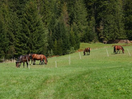 Pokoje u Marioli