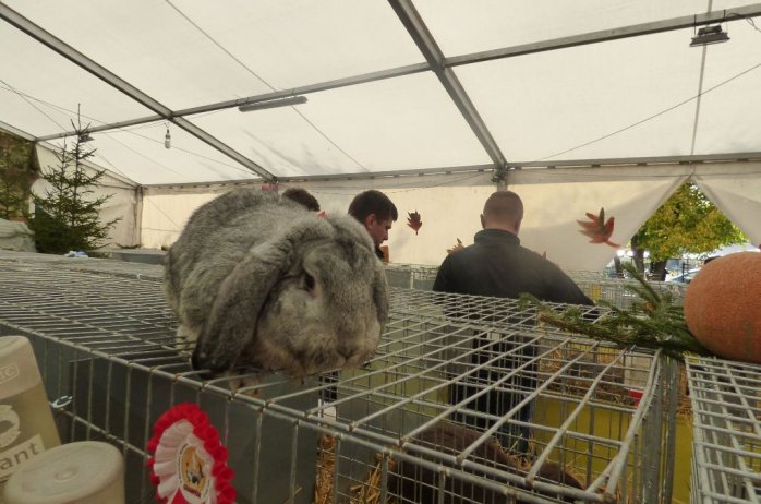 II Beskidzka Wystawa Królików, Gołębi rasowych i Drobiu ozdobnego