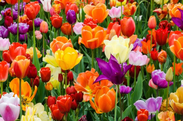 Kwiaty z życzeniami