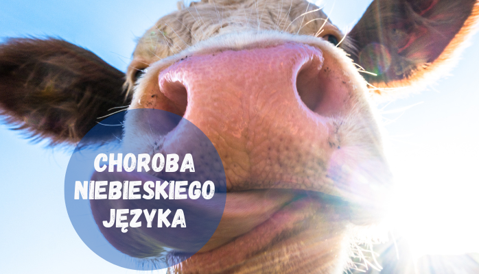 Choroba niebieskiego języka