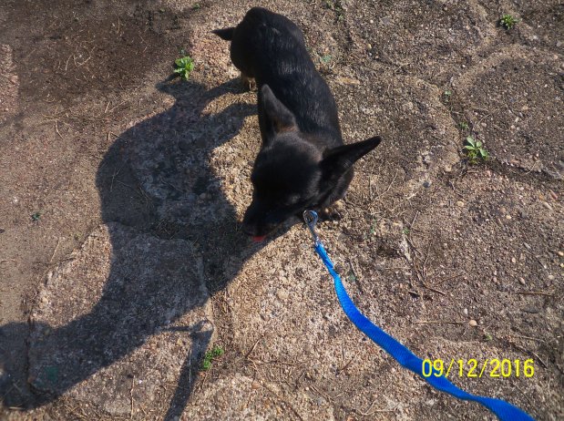 Znaleziony czarny pies