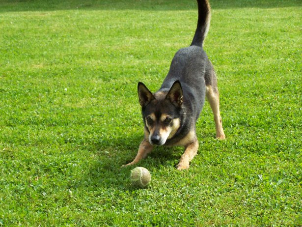 Pies Majki szuka domu