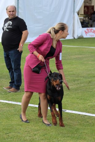 I Międzynarodowa Wystawa Psów Rasowych