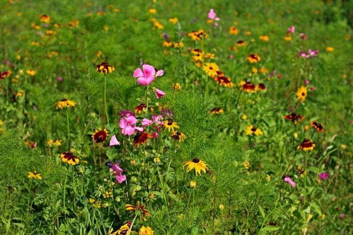 Obecny teren po kwiatowej modernizacji