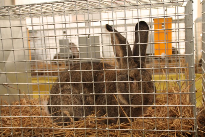 Króliki, które biorą udział w wystawie
