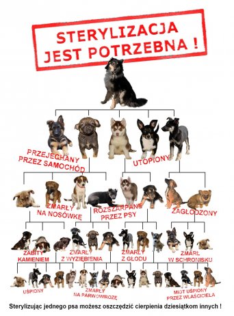 Grafika zachęcająca do sterylizacji zwierząt domowych