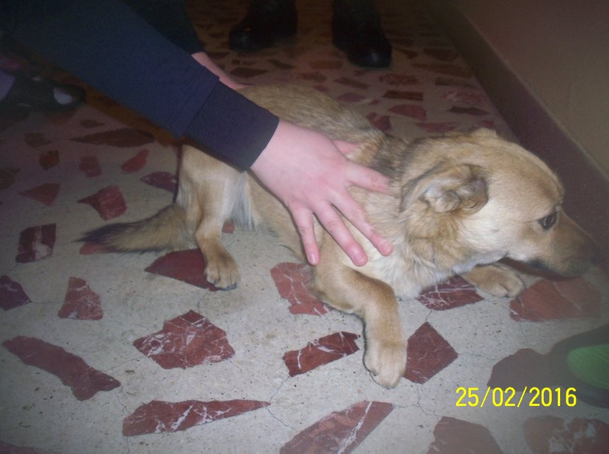 Znaleziony pies, który zgubił właściciela