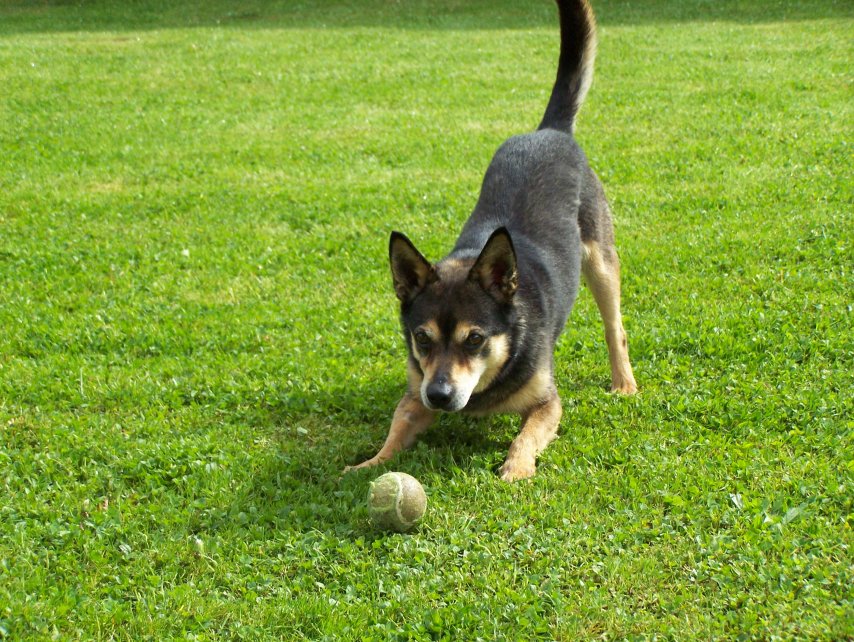 Pies Majki szuka domu