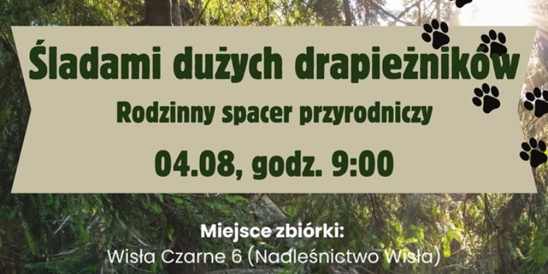śladami drapieżników