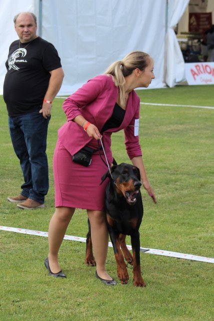I Międzynarodowa Wystawa Psów Rasowych