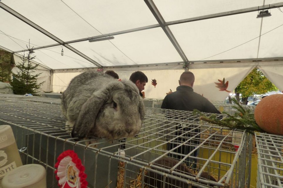 II Beskidzka Wystawa Królików, Gołębi rasowych i Drobiu ozdobnego